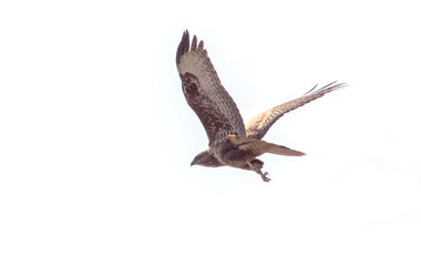 Red-Tailed Hawk in flight