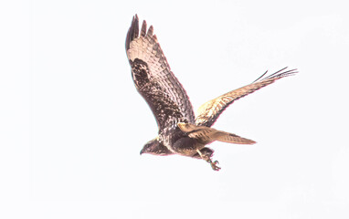 Red-Tailed Hawk in flight