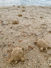 A group of sand turtles is observed on a sandy beach that is located near the gentle waves of the water, basking in the sun and enjoying their natural habitat by the shore