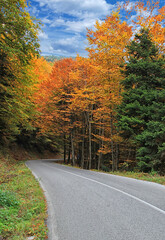 The road through the forest in autumn country