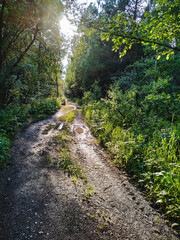 Naklejka premium A secluded, unpaved dirt road that winds its way through the heart of a vibrant and lush forest, where the warm sun shines brightly and filters gently through the dense, green foliage above