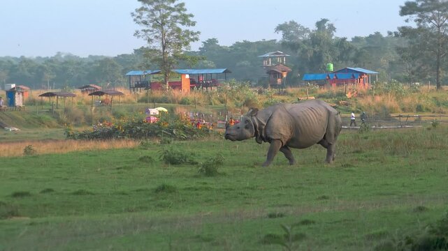 wild Indian Rhinoceros with a Bird Perched on Its Back - 120fps Slow Motion Footage