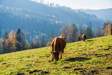 Pastwisko w górach z pasącymi się krowami. Góry, Beskid Śląski w Polsce, jesienią. © Franciszek