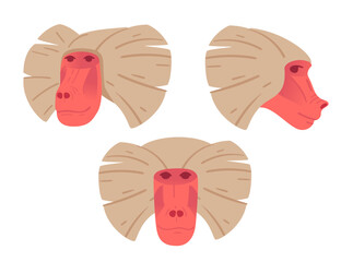 Baboon face with three views front, side, and angled highlighting unique facial features. Ideal for educational purposes, wildlife themes, or animal designs. Vector illustration