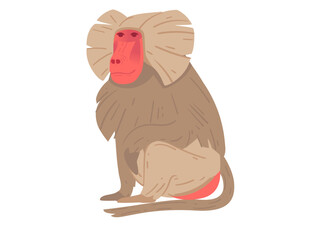 Front-facing baboon with a red face and distinctive mane, sitting position. Perfect for wildlife education, animal designs, and zoo themes. Vector illustration isolated on white
