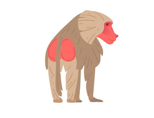 Cartoon baboon from the back with red rump, showcasing detailed fur texture. Ideal for educational materials, wildlife-themed illustrations, and animal visuals. Vector illustration