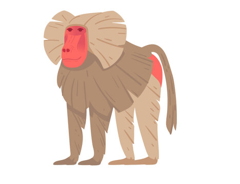 recommend clip art: Cartoon baboon standing upright with red face and detailed fur features. Suitable for nature-themed designs, wildlife education, or zoological illustrations. Vector illustration