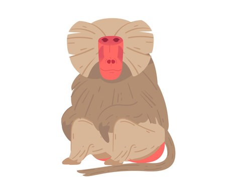 recommend clip art: Cartoon baboon in a relaxed, seated position. Perfect for zoo visuals, wildlife education, and animal illustrations for nature projects. Vector illustration isolated on white background