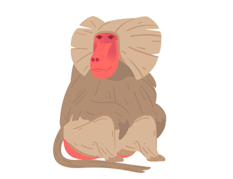 recommend clip art: Cartoon baboon in a sitting pose, showcasing its distinct facial features. Perfect for zoo themes, wildlife education, or animal-related projects. Vector illustration isolated on white background