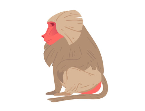 recommend clip art: Side view of a cartoon baboon with distinctive red face and fur texture. Suitable for wildlife themes, educational materials, or zoo visuals. Vector illustration isolated on white background