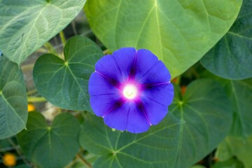 flower in the garden