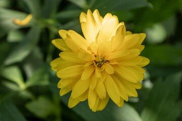 yellow flower in bloom close-up in a garden