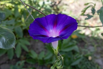 purple flower in the garden
