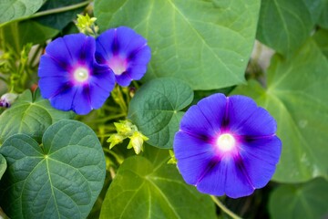 flower in the garden