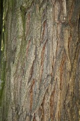 bark of a tree