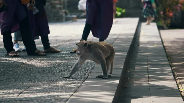 Long-tailed Macaque Primates Grooming In Their Sanctuary In Sacred Monkey Forest, Ubud, Bali Indonesia. Close-up Shot