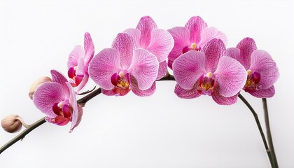 elegant pink orchid twig branch flower isolate on White background