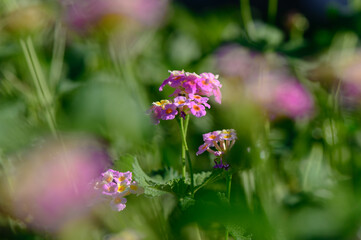 Delicate purple flowers bloom amidst a vibrant green backdrop in a sunlit garden during springtime