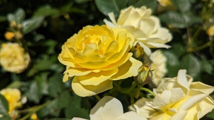 初夏に咲く明るい黄色のバラ