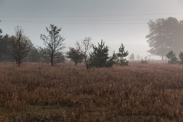Fototapeta premium Misty landscape in the forest, Volyn, Shatsky lake, Ukraine.