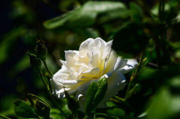 Delicate white rose blooming amidst vibrant green foliage in a sunlit garden