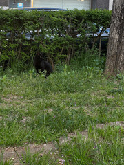 풀숲 그림자에 가려진 검은 고양이