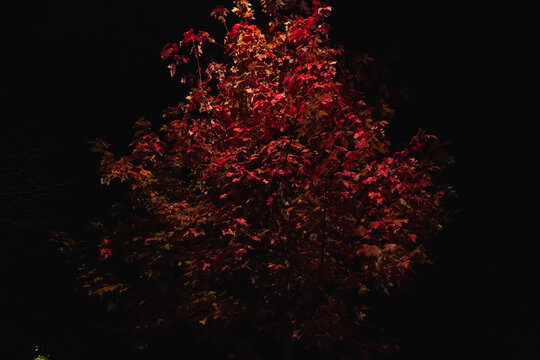 Various colors of autumn in Paris at the night.  Lighters on Senna embankment.