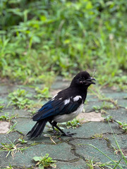 벽돌 위에 있는 매미를 입에 문 까치의 옆모습