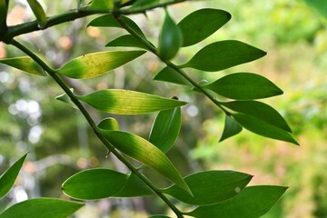 Nageia nagi (Asian bayberry) tree. A Podocarpaceae evergreen tree native to Japan. A rare dioecious gymnosperm. In Japan, it is often planted as a sacred tree in the precincts of shrines.