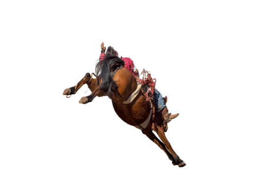 Cowboy riding a bucking bronc At Country Rodeo background removed