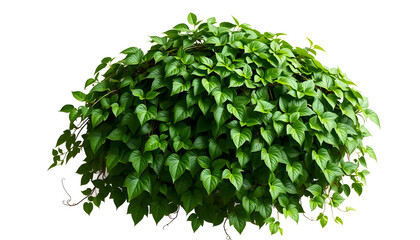 Fototapeta premium lush green plant with leaves and vines isolated with white highlights, png