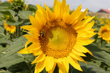 bright yellow sunflower with bumble bee collecting pollen, close up, clear