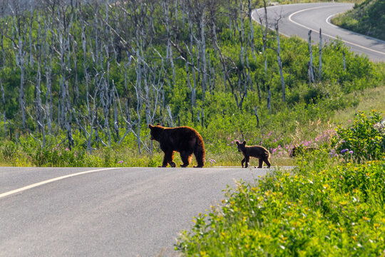 cinnamon black bear mother with multiple cubs following her, crossing a road through the forest with sun behind her. Waterton Lakes National Park, Alberta Canada