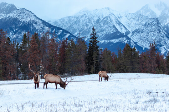 Male elk grazing in front of winter mountains in Jasper Alberta Canada