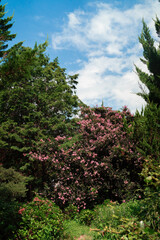 파란하늘 아래 만개한 분홍색 배롱나무 꽃