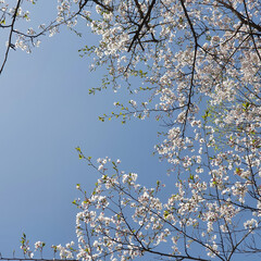 하늘색 하늘 아래 하얀색 벚꽃