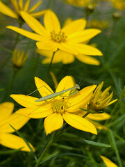 노란 꽃 위에 있는 사마귀 한 마리