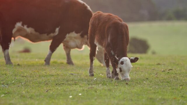 beautiful cattle in Australia  eating grass, grazing on pasture. Herd of cows free range beef being regenerative raised on an agricultural farm. Sustainable farming 