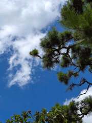 푸른하늘 아래 소나무