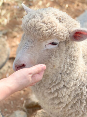 사람 손에 기댄 양의 얼굴