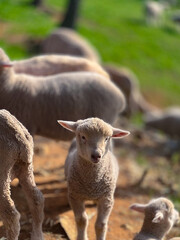 햇빛을 받은 어린 양의 앞모습