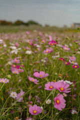 만개한 분홍색 흰색 코스모스