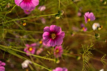 따뜻한 색을 가진 가을 분홍색 코스모스