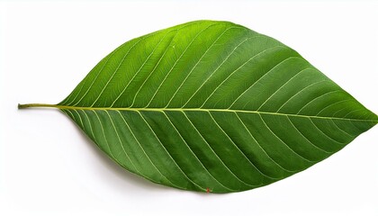 Obraz premium green nature leaves on white background ideal for design projects and nature themes