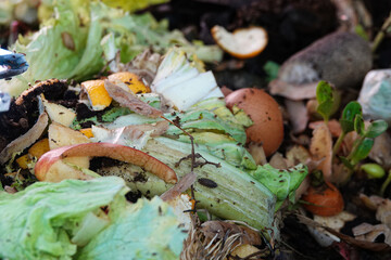 various bio organic waste such as potato peels and salad for recycling.