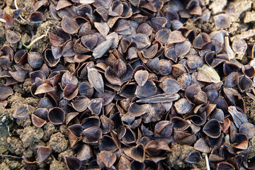 wild grass seeds for sowing close-up