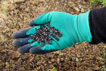 Seeds of wild herbs by hand in glove for nature and sowing.