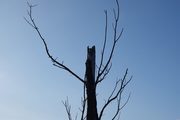 black dead tree on sky background. wood felling and pruning