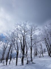 Snow covered trees in a forest in Japan