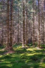 Rejviz, Czechia - A serene forest scene featuring tall trees with a rich carpet of moss covering the ground. Soft light filters through the branches, creating a calm atmosphere.